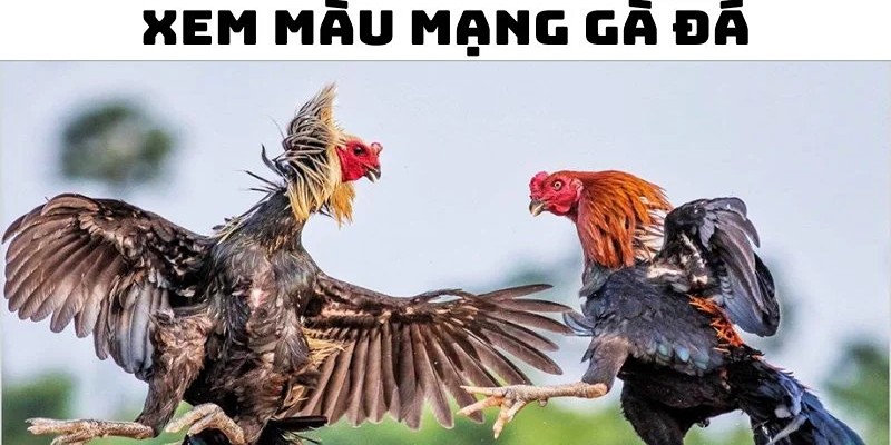 Lý do nên xem màu mạng gà đá